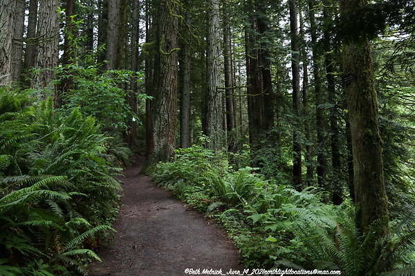 redwood trail 6 14 21 003