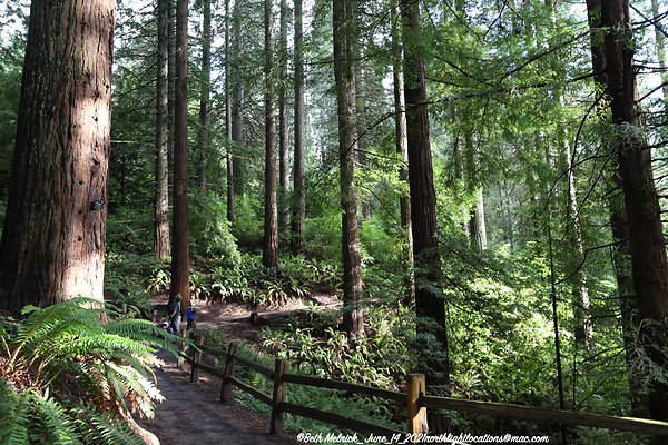 redwood trail 6 14 21 017