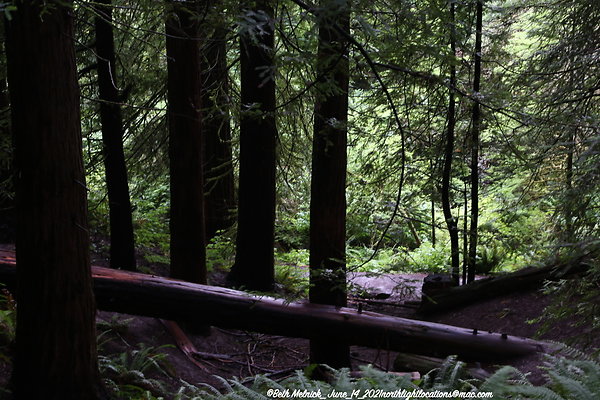 redwood trail 6 14 21 014