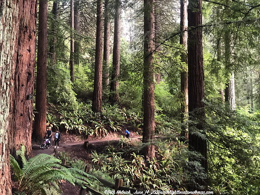 redwood trail 031