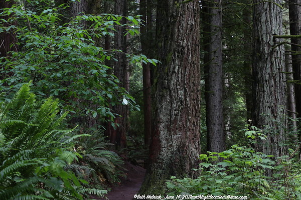 redwood trail 6 14 21 004