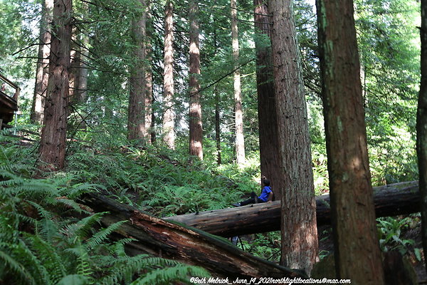 redwood trail 6 14 21 026