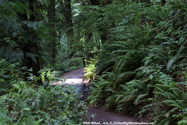 redwood trail 6 14 21 020