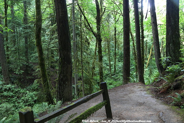 redwood trail 6 14 21 022
