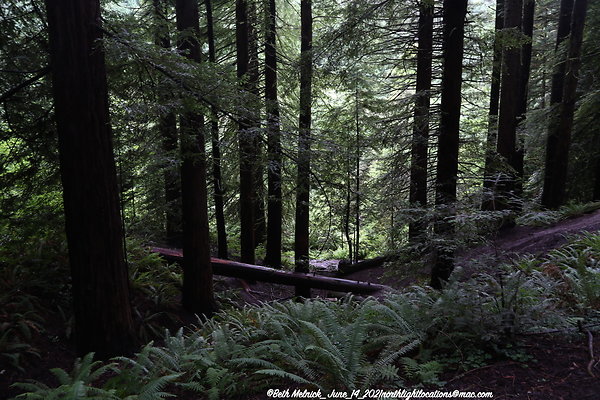 redwood trail 6 14 21 013