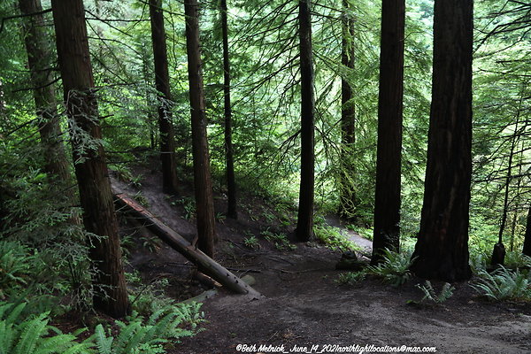redwood trail 6 14 21 008