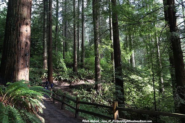 redwood trail 6 14 21 018