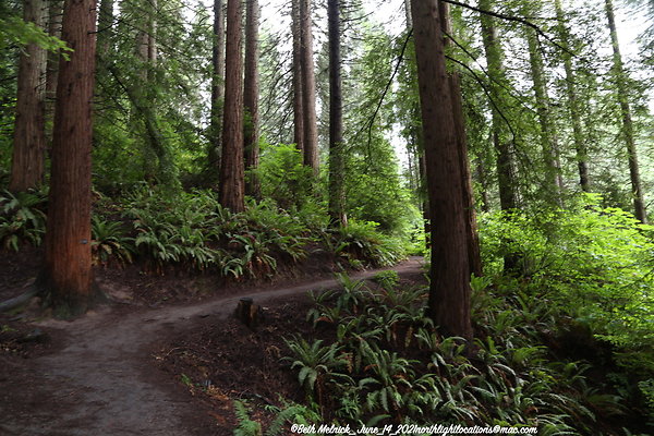 redwood trail 6 14 21 012