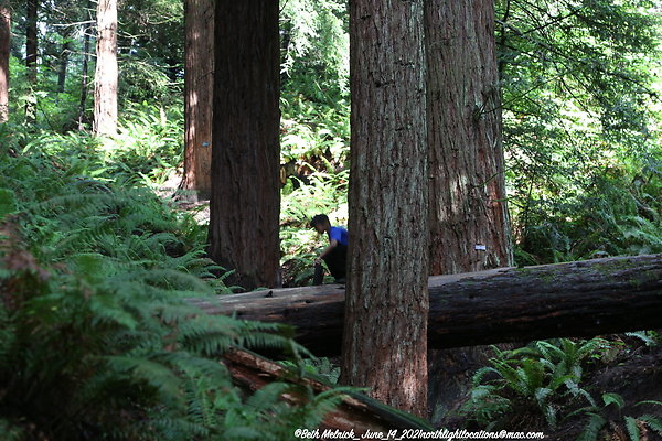 redwood trail 6 14 21 024
