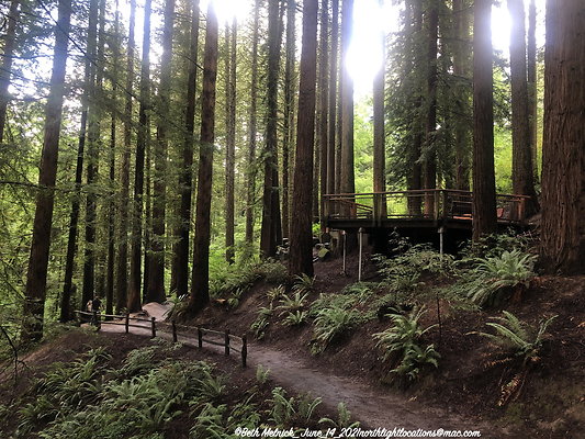 redwood trail 028
