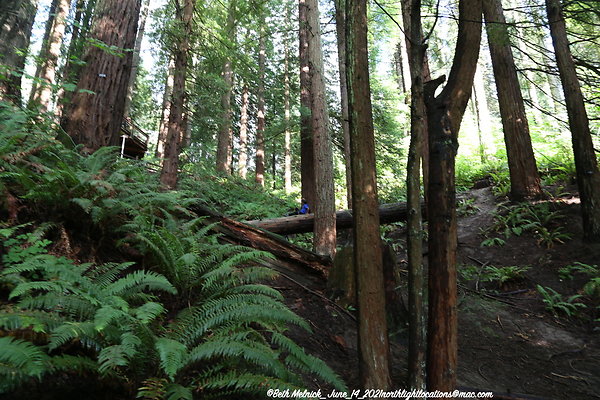redwood trail 6 14 21 027