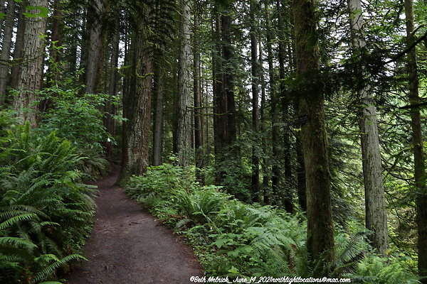 redwood trail 6 14 21 005