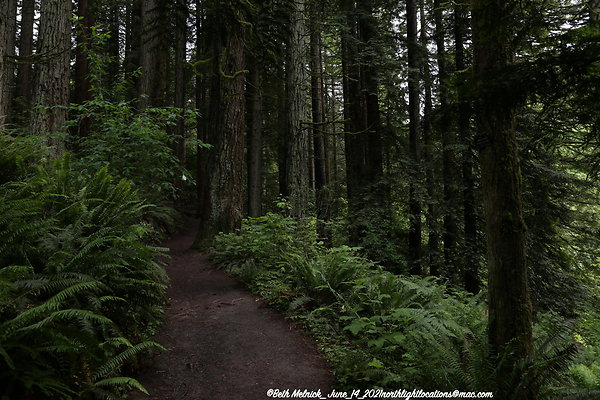 redwood trail 6 14 21 002