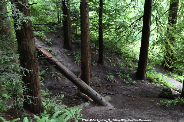 redwood trail 6 14 21 007