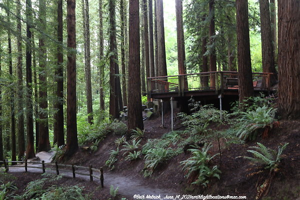 redwood trail 6 14 21 016