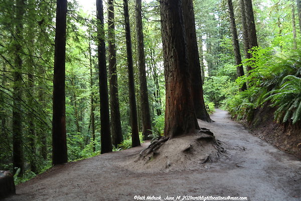 redwood trail 6 14 21 009