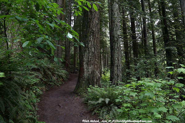 redwood trail 6 14 21 006