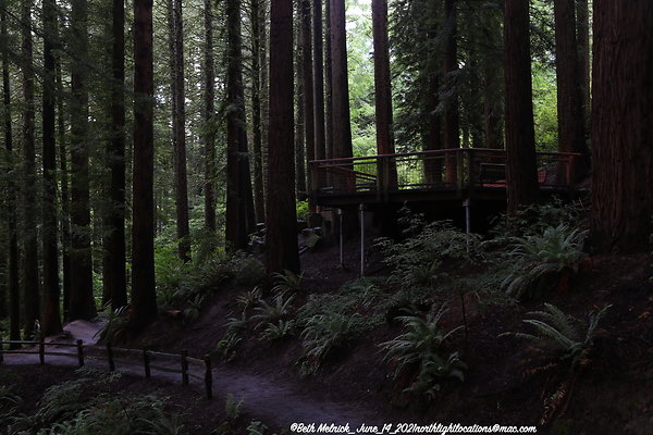 redwood trail 6 14 21 015