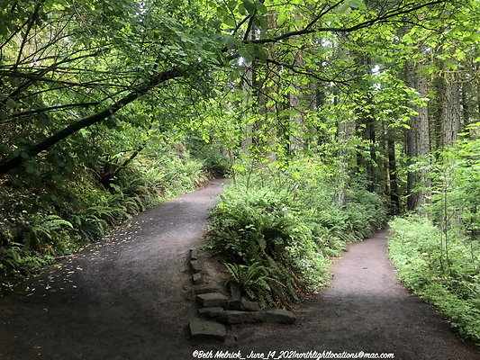 redwood trail 030